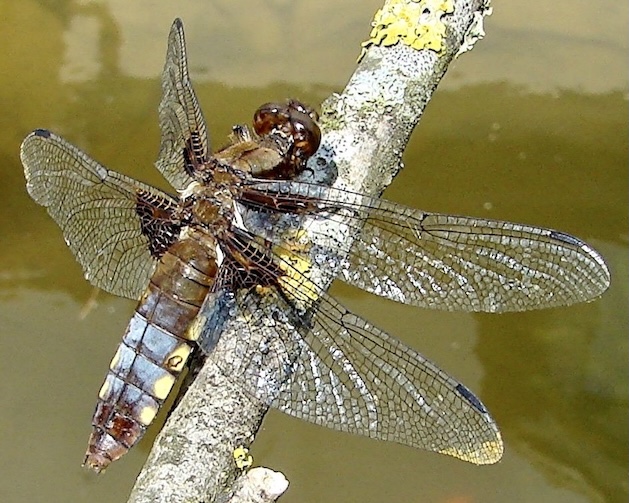 broad-bodied chaser